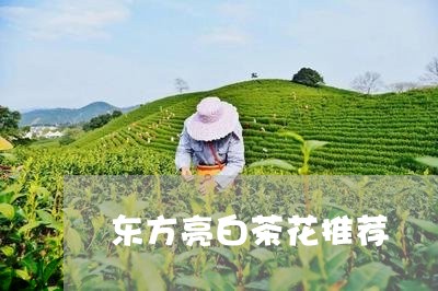 东方亮白茶花推荐/2023061485060