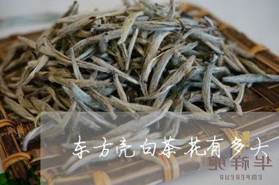 东方亮白茶花有多大/2023071468382