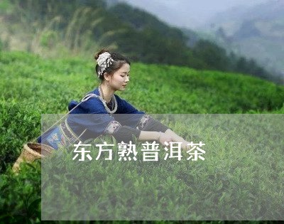 东方熟普洱茶/2023042843451