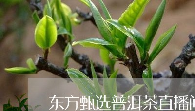 东方甄选普洱茶直播间/2023120606257