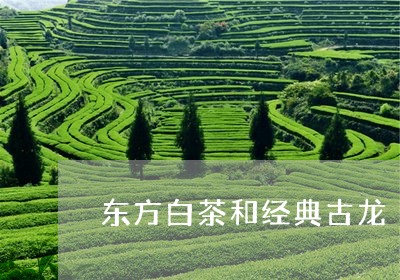 东方白茶和经典古龙/2023121651504