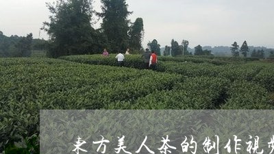 东方美人茶的制作视频/2023060996162