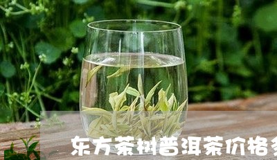 东方茶树普洱茶价格多少/2023120758483