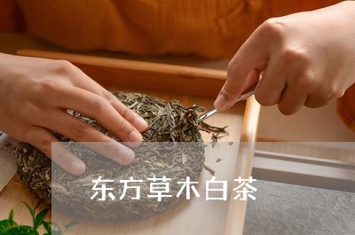 东方草木白茶/2023051214946