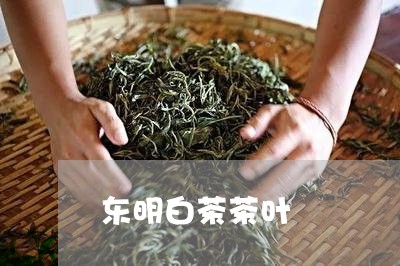 东明白茶茶叶/2023051204947