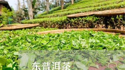 东普洱茶/2023090123949