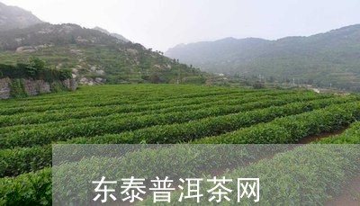 东泰普洱茶网/2023042549269