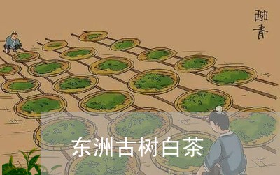 东洲古树白茶/2023051272505