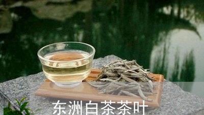 东洲白茶茶叶/2023051222735