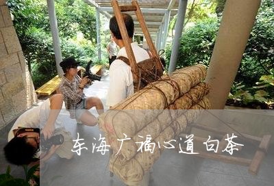 东海广福心道白茶/2023061423938