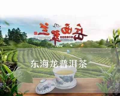 东海龙普洱茶/2023042627825