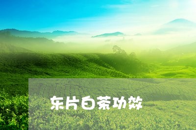 东片白茶功效/2023051279704