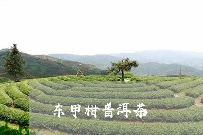 东甲柑普洱茶/2023042856949