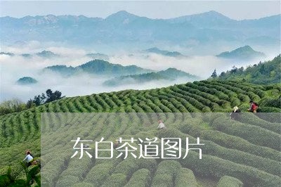 东白茶道图片/2023051248460