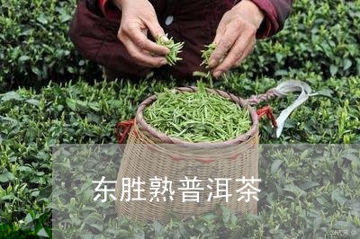 东胜熟普洱茶/2023042857906