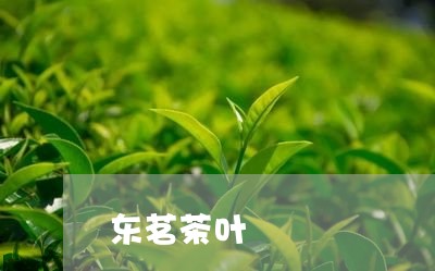 东茗茶叶/2023090169715