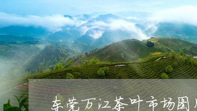 东莞万江茶叶市场图片/2023092305391