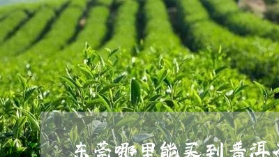 东莞哪里能买到普洱茶/2023100851826