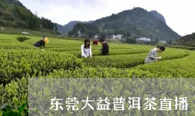 东莞大益普洱茶直播/2023120567482