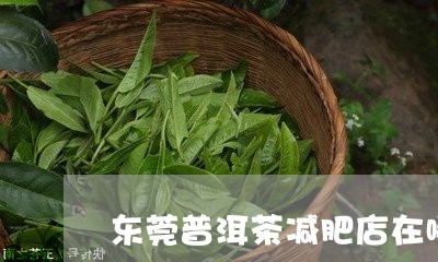 东莞普洱茶减肥店在哪有/2023082824737