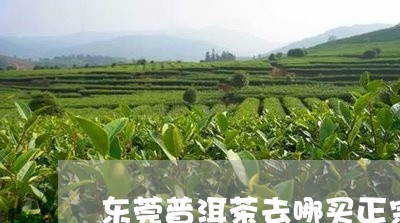 东莞普洱茶去哪买正宗的/2023081637250