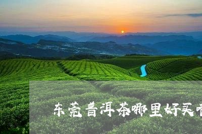 东莞普洱茶哪里好买啊价格/2023112472814