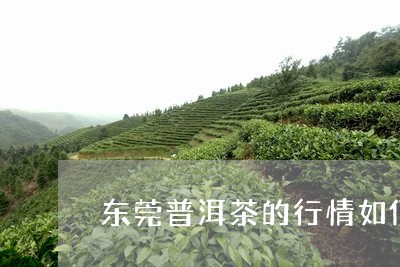 东莞普洱茶的行情如何/2023062914025