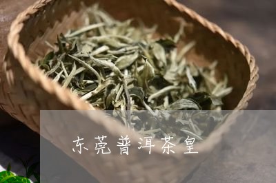 东莞普洱茶皇/2023091393148