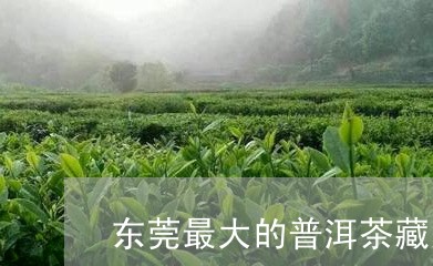 东莞最大的普洱茶藏家/2023062129595