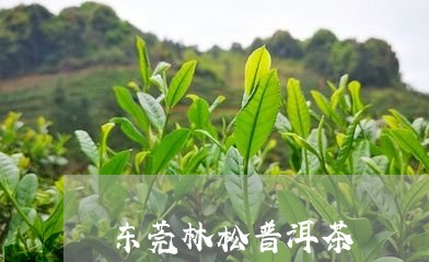 东莞林松普洱茶/2023101655130