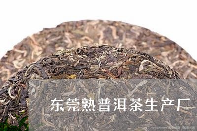 东莞熟普洱茶生产厂/2023071017261