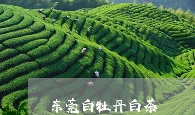 东莞白牡丹白茶/2023090217240