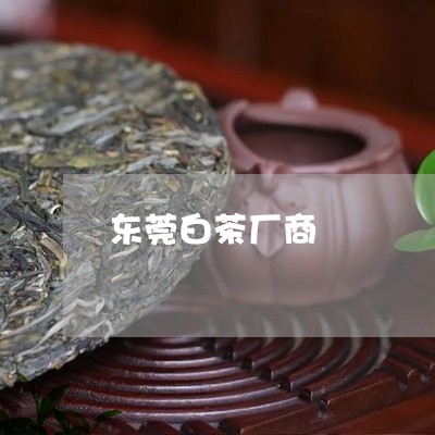 东莞白茶厂商/2023051219302