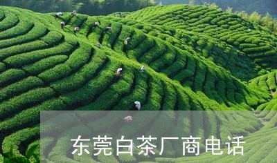 东莞白茶厂商电话/2023061483039