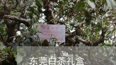 东莞白茶礼盒/2023051220413