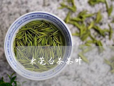 东莞白茶茶叶/2023051272725