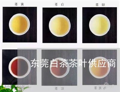 东莞白茶茶叶供应商/2023121605169