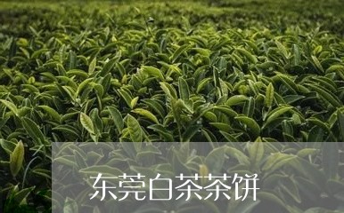 东莞白茶茶饼/2023051213038