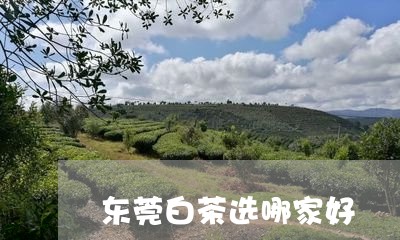 东莞白茶选哪家好/2023061438383