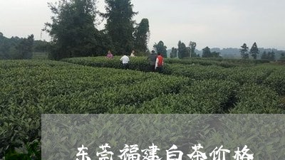 东莞福建白茶价格/2023090559524