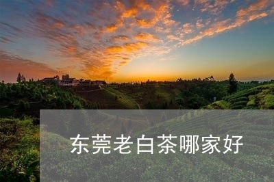 东莞老白茶哪家好/2023061406946