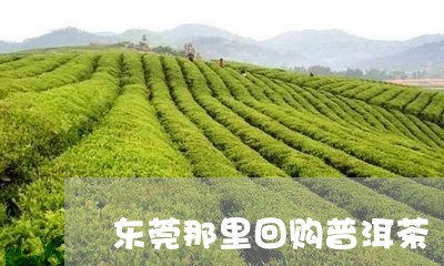 东莞那里回购普洱茶/2023091324936