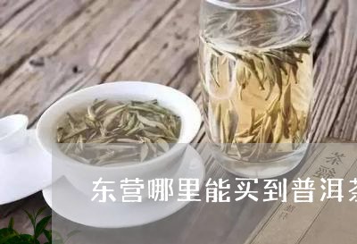 东营哪里能买到普洱茶/2023062955017