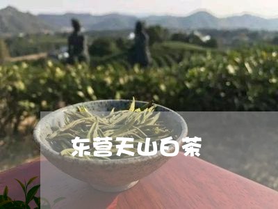 东营天山白茶/2023051243161