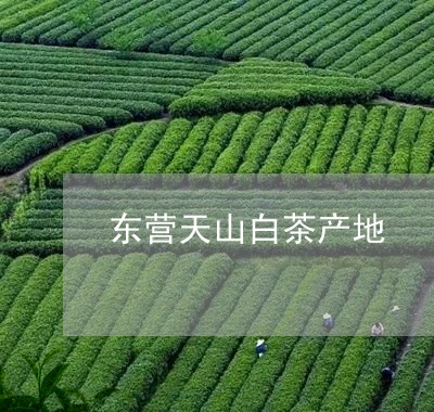 东营天山白茶产地/2023061472726