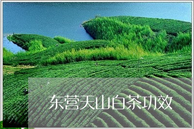 东营天山白茶功效/2023061449492