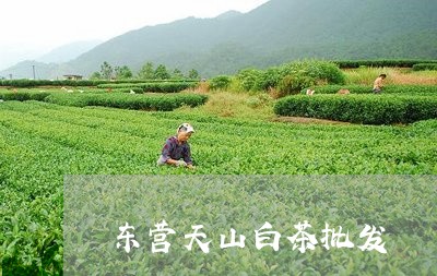 东营天山白茶批发/2023061441738