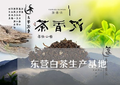 东营白茶生产基地/2023061469491