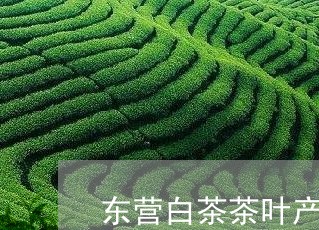 东营白茶茶叶产地/2023061423825