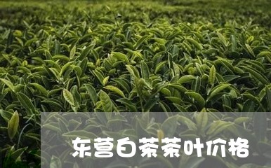 东营白茶茶叶价格/2023061442706